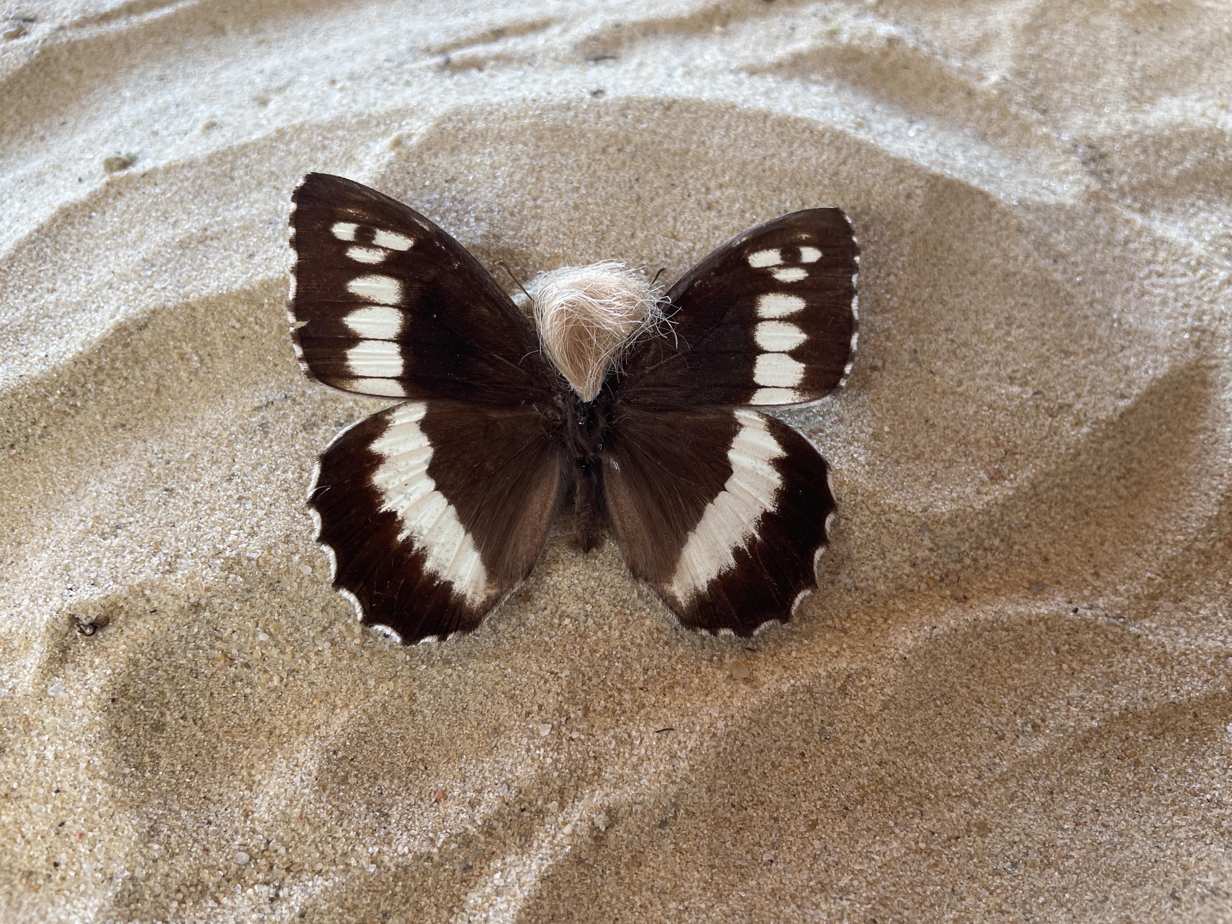 Neopalpa Donaldtrumpi moth at the beach